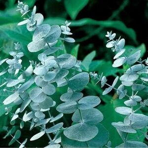 Jennifer’s Body Bath - luxurious oatmeal milk bath powder in eucalyptus.